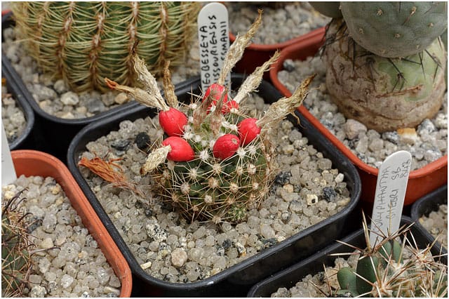 Cactus With Red Fruit Berries