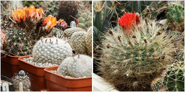 Close Up Wiew Of Flowering Cactus Plants