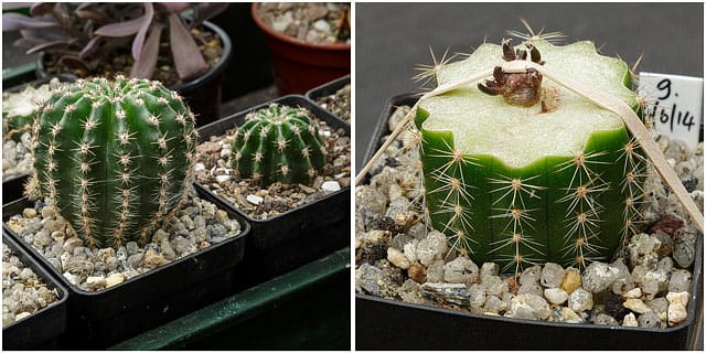 Close Up Of Echinopsis Cactus Plant With Graft