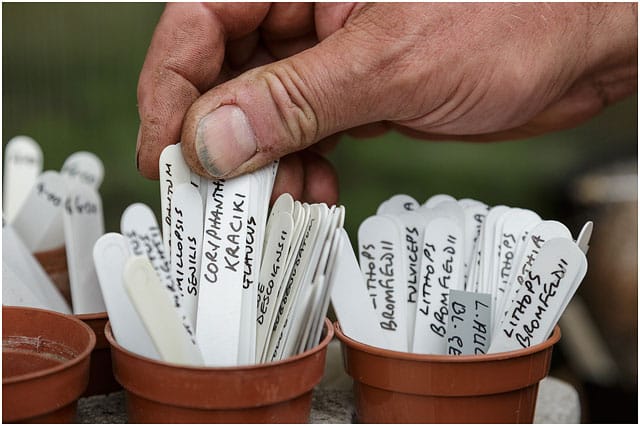 Close Up Of Mans Hand Arranging Plastic Plant Labels