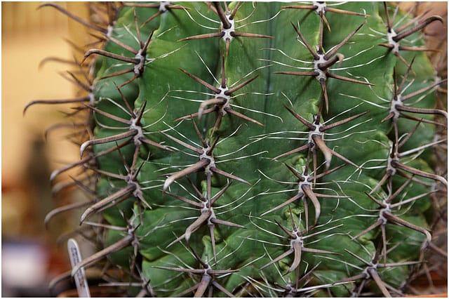 Close Up Of Spines On xxx Cactus