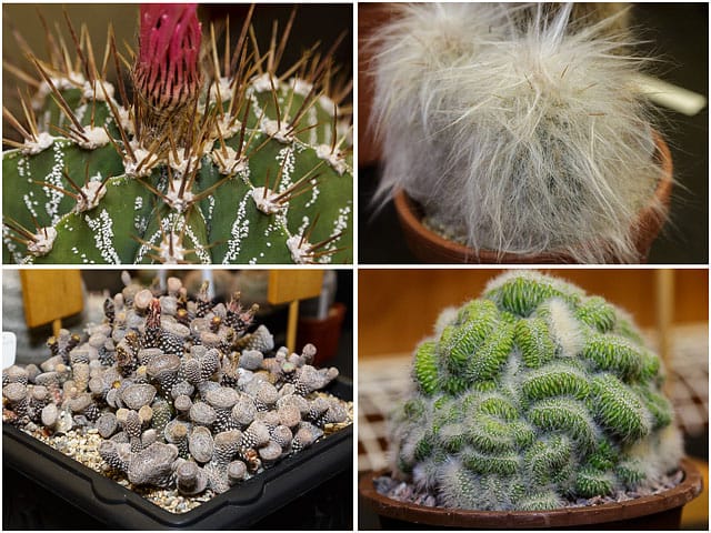 Four Examples Of Cacti And Succulents From The Portsmouth Branch British Cactus And Succulent Society Show 2014 01