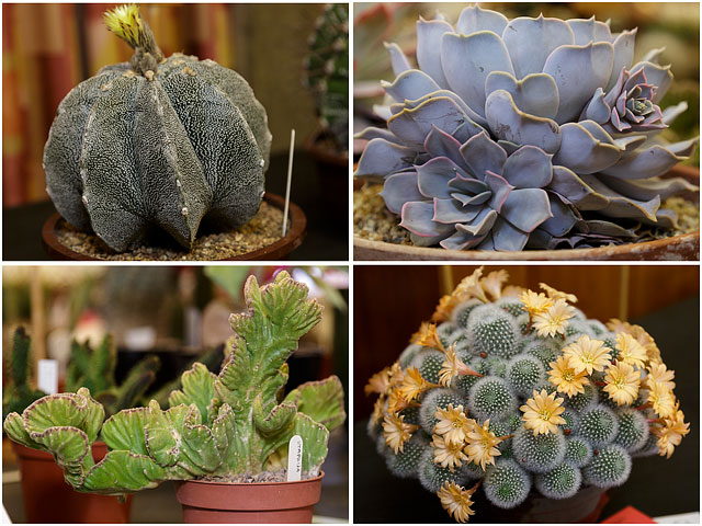 Four Examples Of Cacti And Succulents From The Portsmouth Branch British Cactus And Succulent Society Show 2014 02
