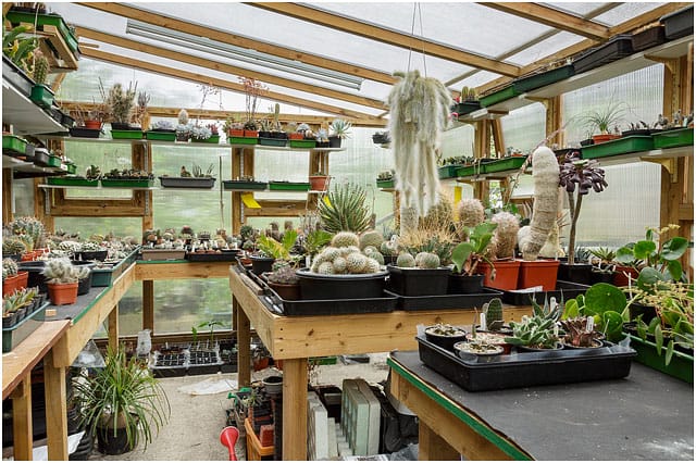 handmade greenhouse for large cacti and succulents collection