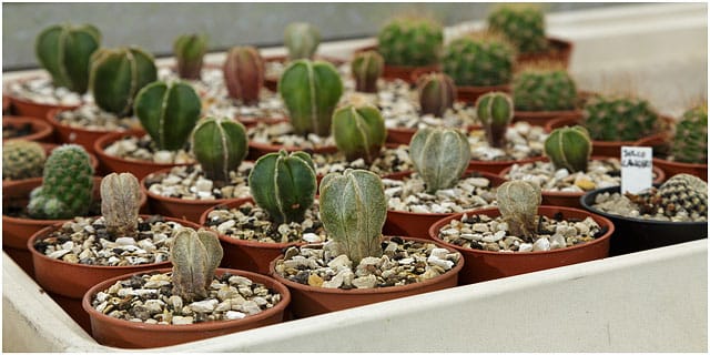 Immature Cacti Growing In Greenhouse Nursery