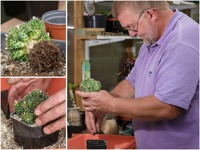 Repotting Cactus Plant into Larger Flower Pot