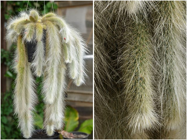 Monkey Tail Cactus Plant Hanging From Suspended Pot