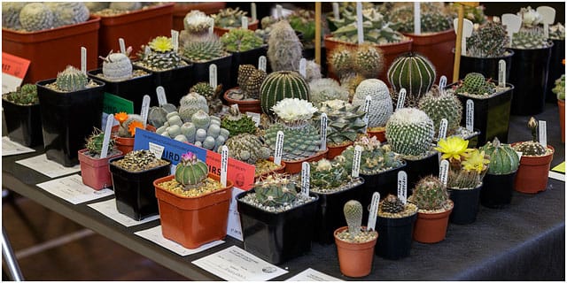 Portsmouth branch british cactus and succulent society show 2014