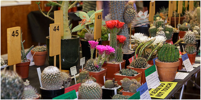 Collectors Entries At Portsmouth Branch British Cactus And Succulent Society Show 2014
