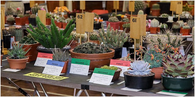 Collectors Entries At Portsmouth Branch British Cactus And Succulent Society Show 2014