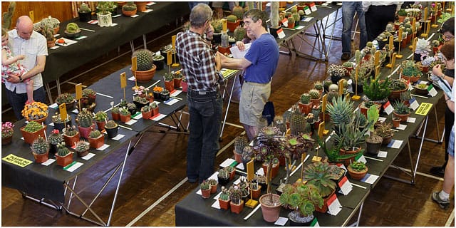 Portsmouth branch british cactus and succulent society show 2014 view of show floor Portsmouth Branch British Cactus And Succulent Society Show 2014 View Of Show Floor