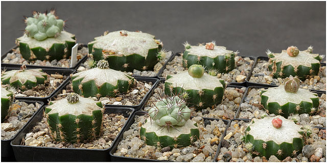 Several Echinopsis Grafted Cactus Plants Growing In Pots