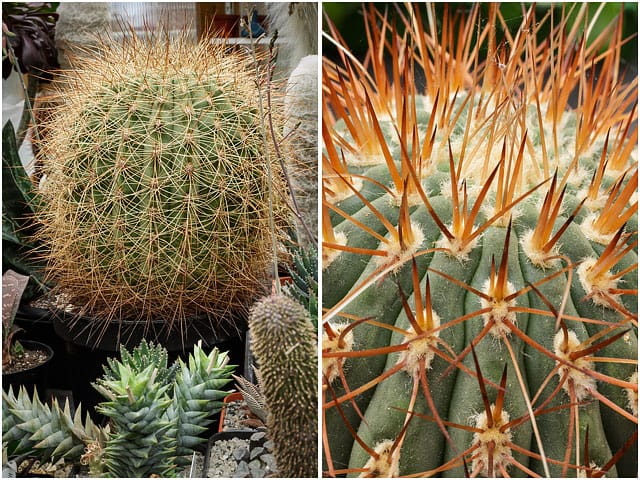 Thirty Year Old Cactus Growing In Greenhouse