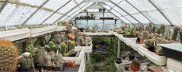 Wide angle view of cactus growing in a greenhouse Wide Angle View Of Cactus Growing In A Greenhouse