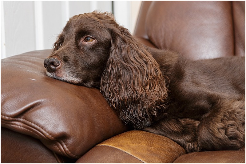 Spaniel dog on sofa