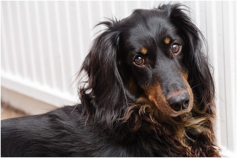 long haired black and tan dachshund