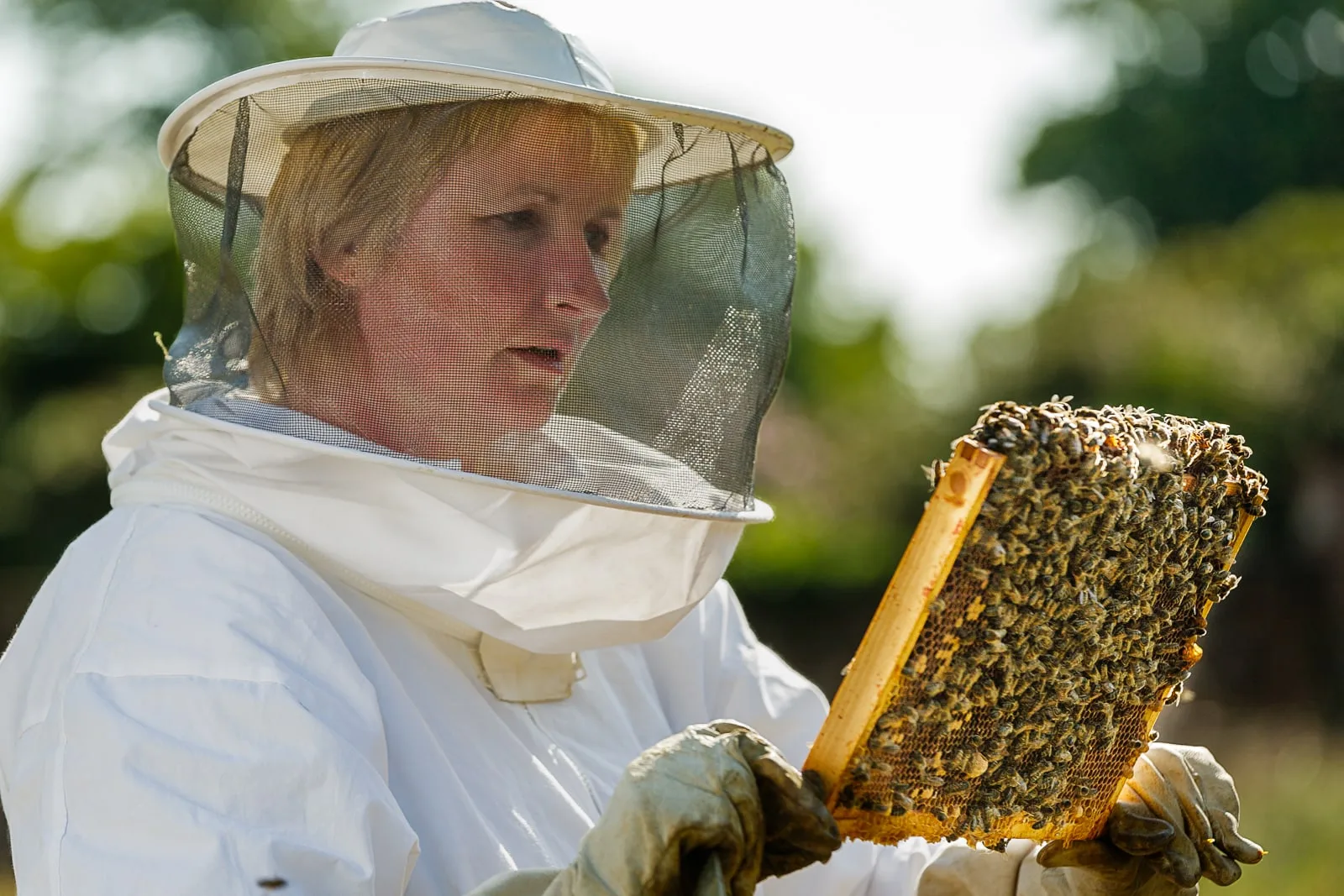 social media promotional portrait of female beekeeper wearing protective clothing holding beehive frame covered in bees and honey