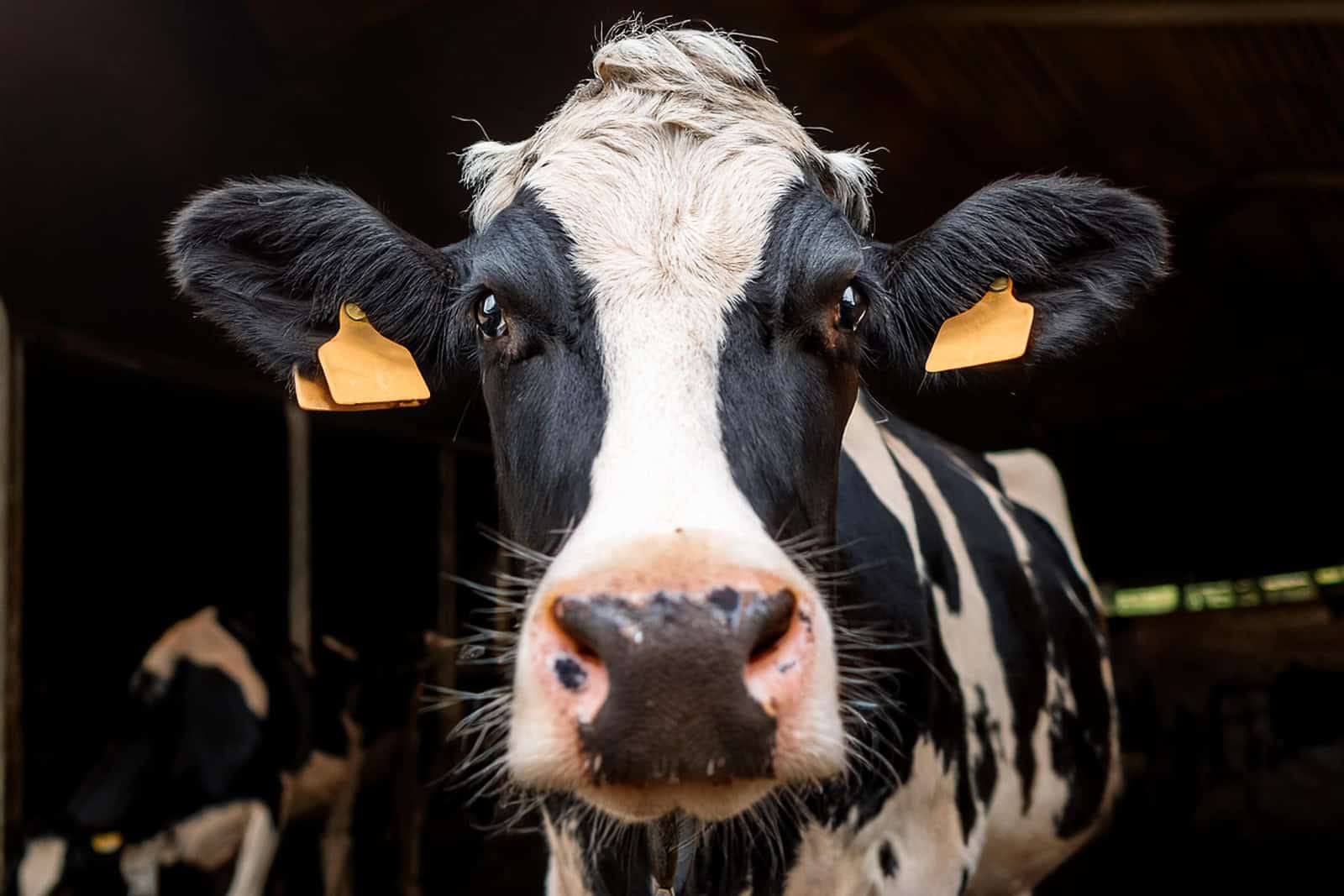Cow_SPL Black and white cow looking at the camera