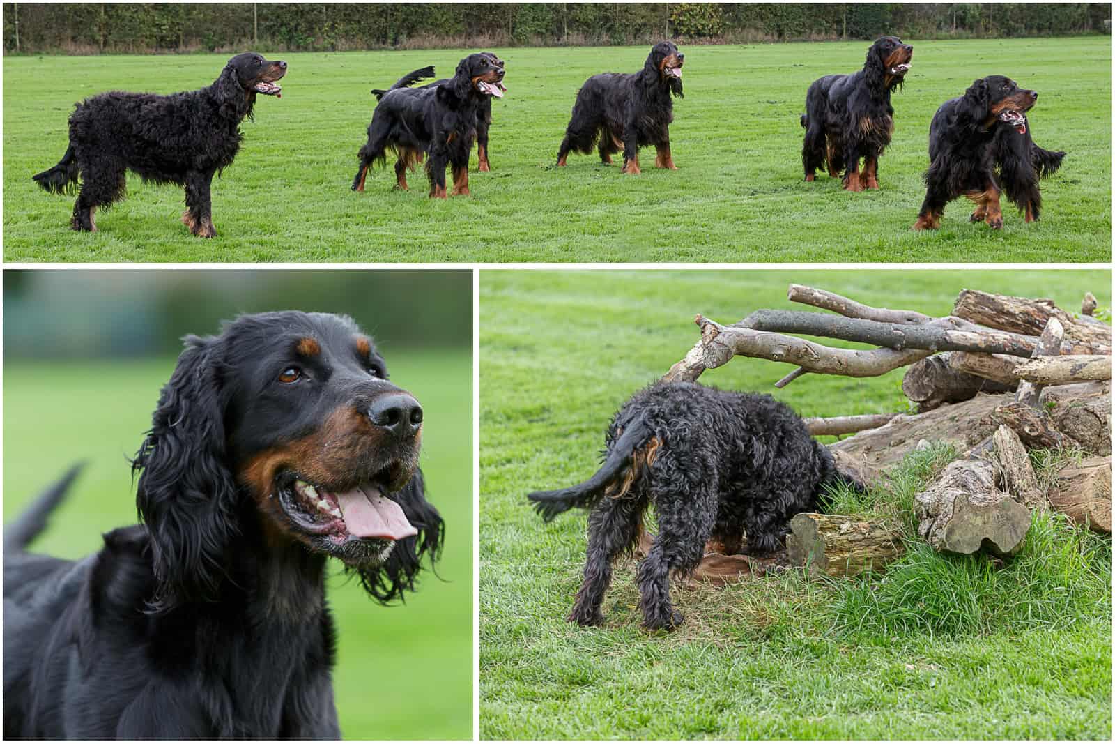 SPL-Group Combo Gordon Setter dogs out in the field