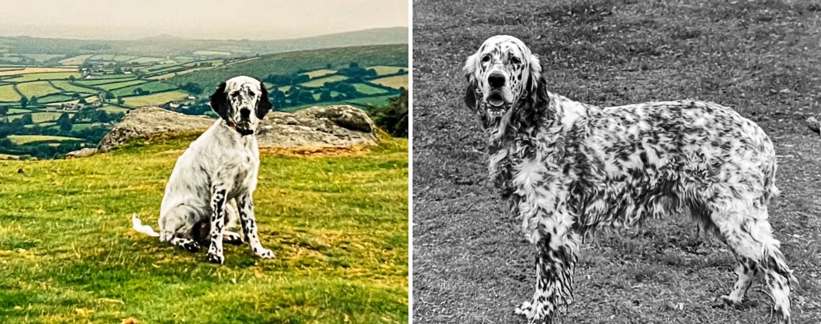 SPL-Misty Black and white Gordon Setter dog