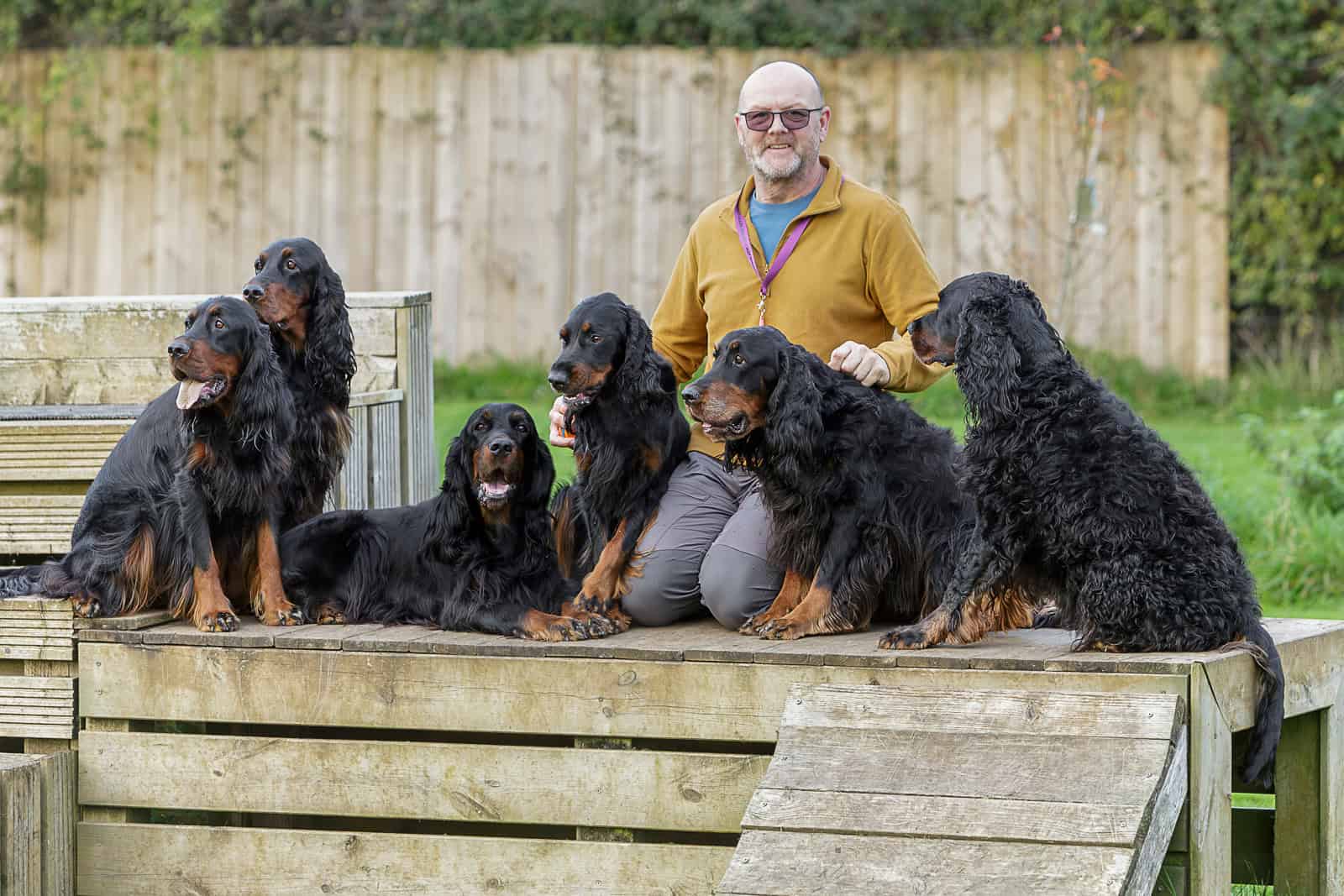 SPL-PS-Group Six Gordon Setter dogs with Locksheath breeder owner