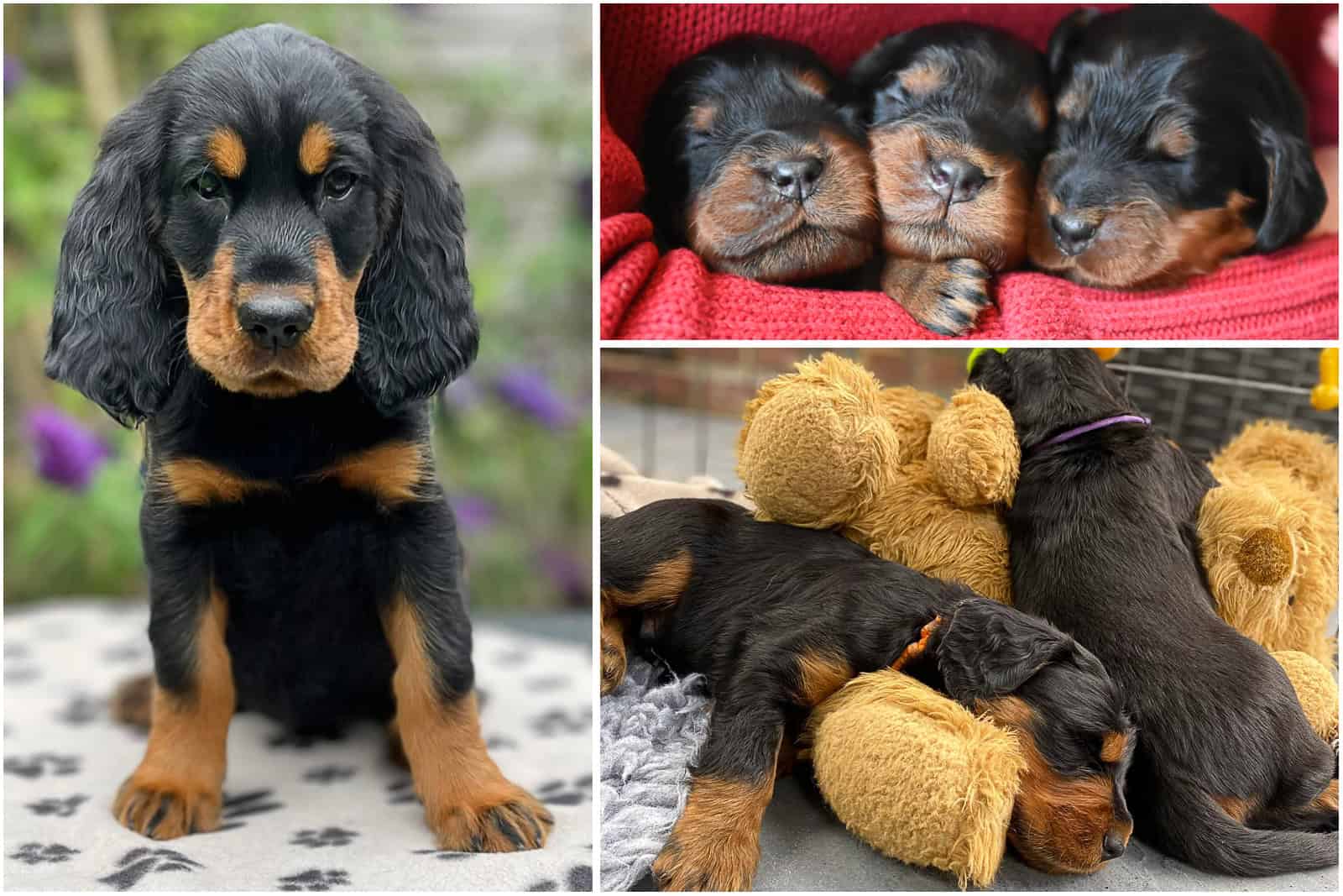 SPL-Puppies02 Locksheath gordon setter 1st birthday puppy party