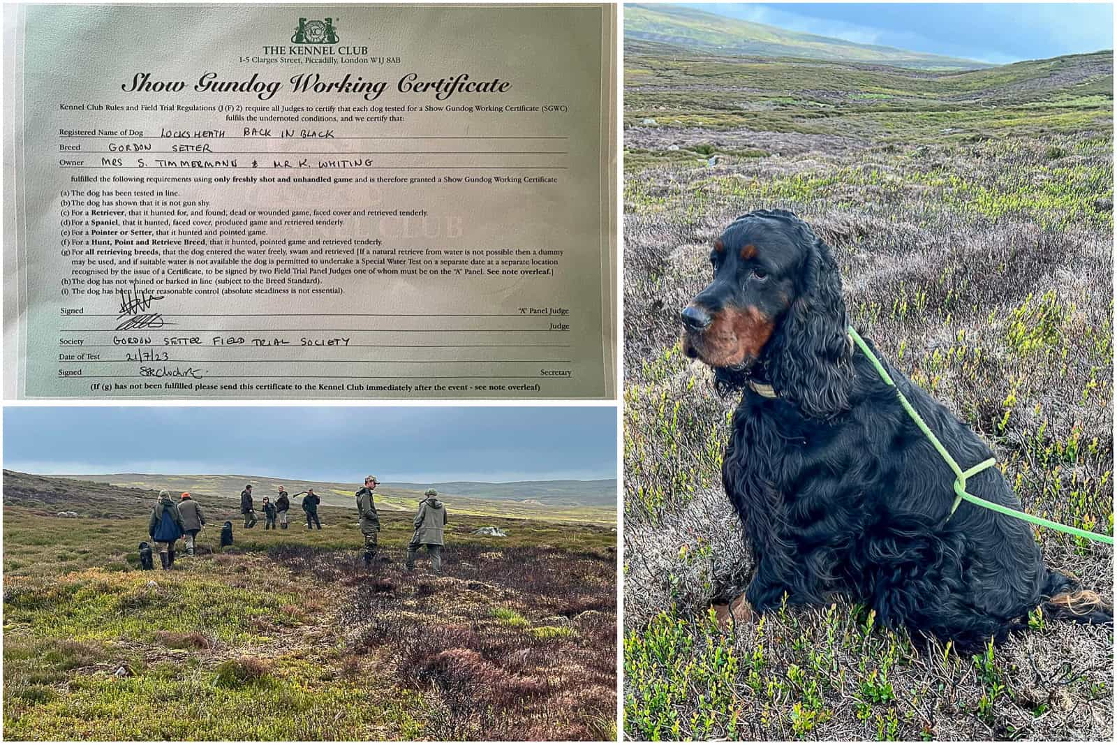 SPL-Working Dogs Gun dogs working