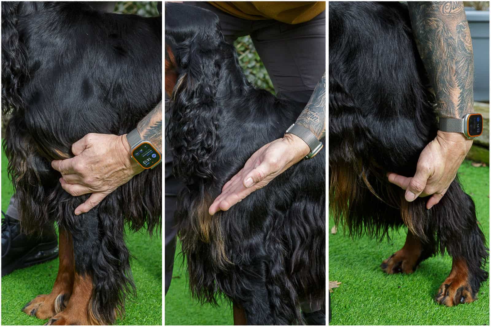 SPL-Construction Areas of a Gordon Setter's 'construction' to pay attention to