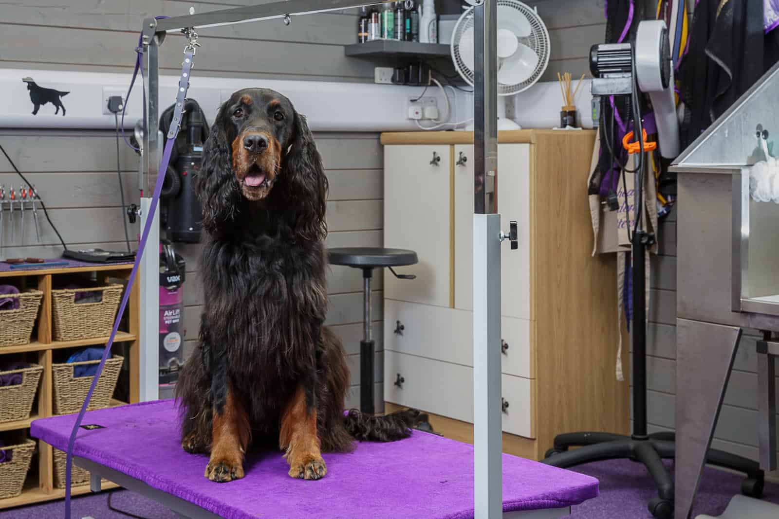 SPL-Grooming Room 02 Preparing a Gordon Setter for showing