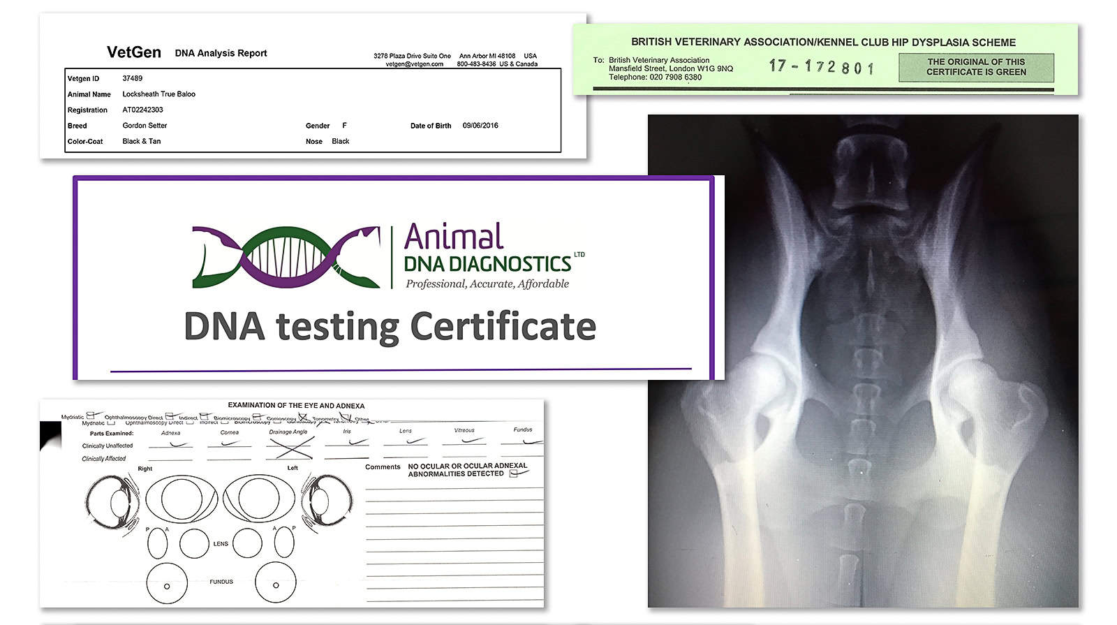 SPL-Health Documents and checks for a healthy dog