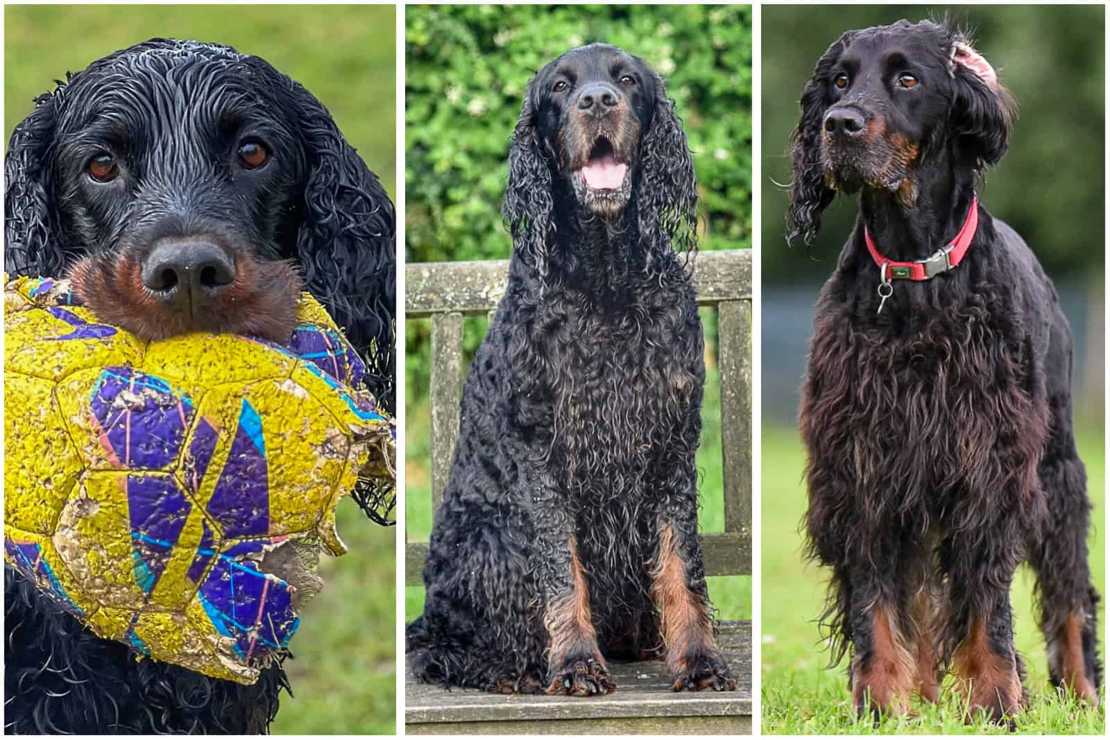 SPL-Skye2 Gordon Setter, Skye, one of Locksheath Gordon Setters dogs