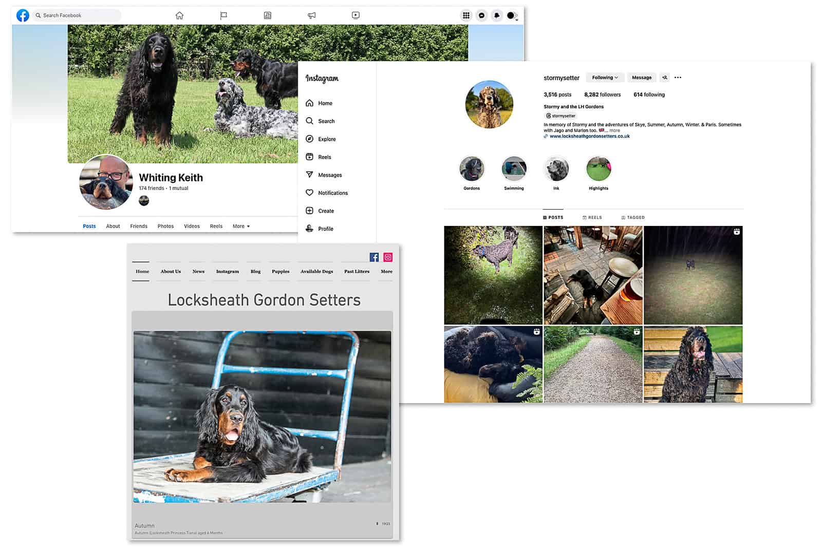 SPL-Social Branding Social media and website pages for Locksheath Gordon Setters