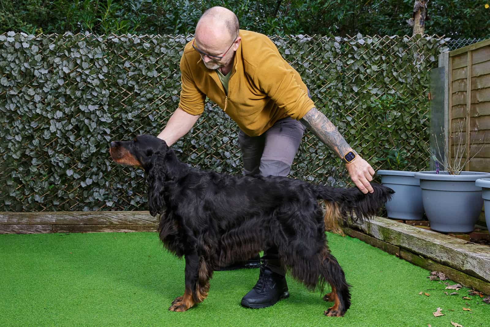 SPL-Stacking practicing 'stacking' a dog in preparation for a championship show