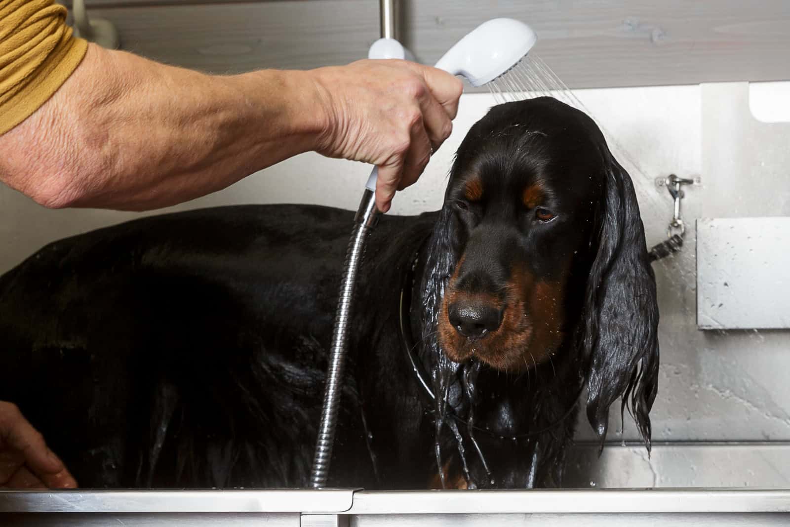 SPL-Wash 01 Washing a Gordon Setter dog at Locksheath Dog Breeder facilities