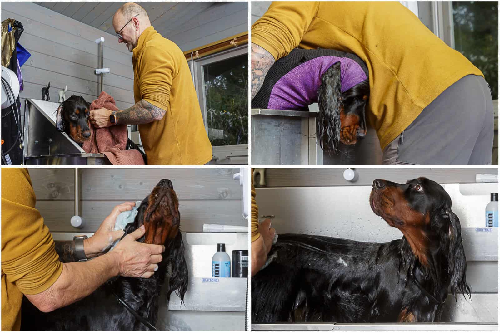 SPL-Wash 02 Washing and drying a Gordon Setter dog at Locksheath Dog Breeder facilities