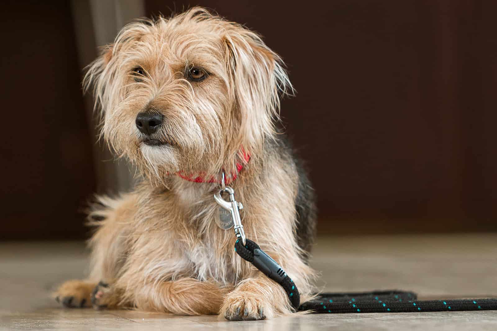 SPL-Yorkshire Terrier
