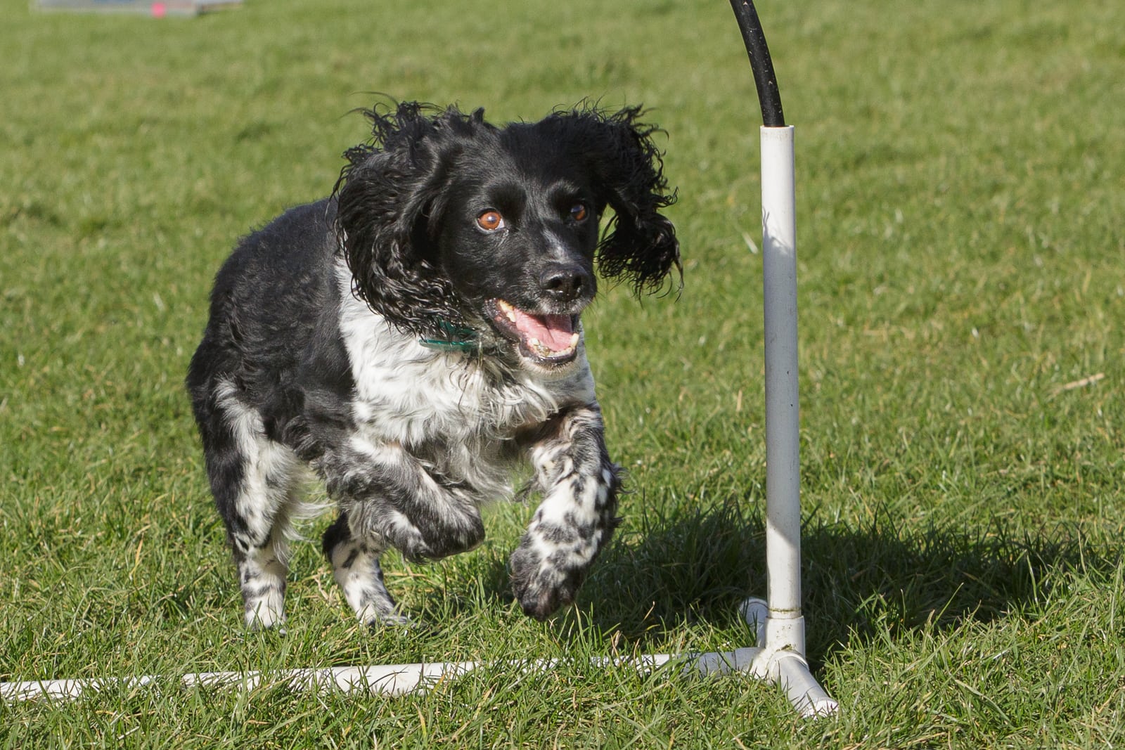 Black and White Cocker Spaniel dog taking part in Hoopers class training