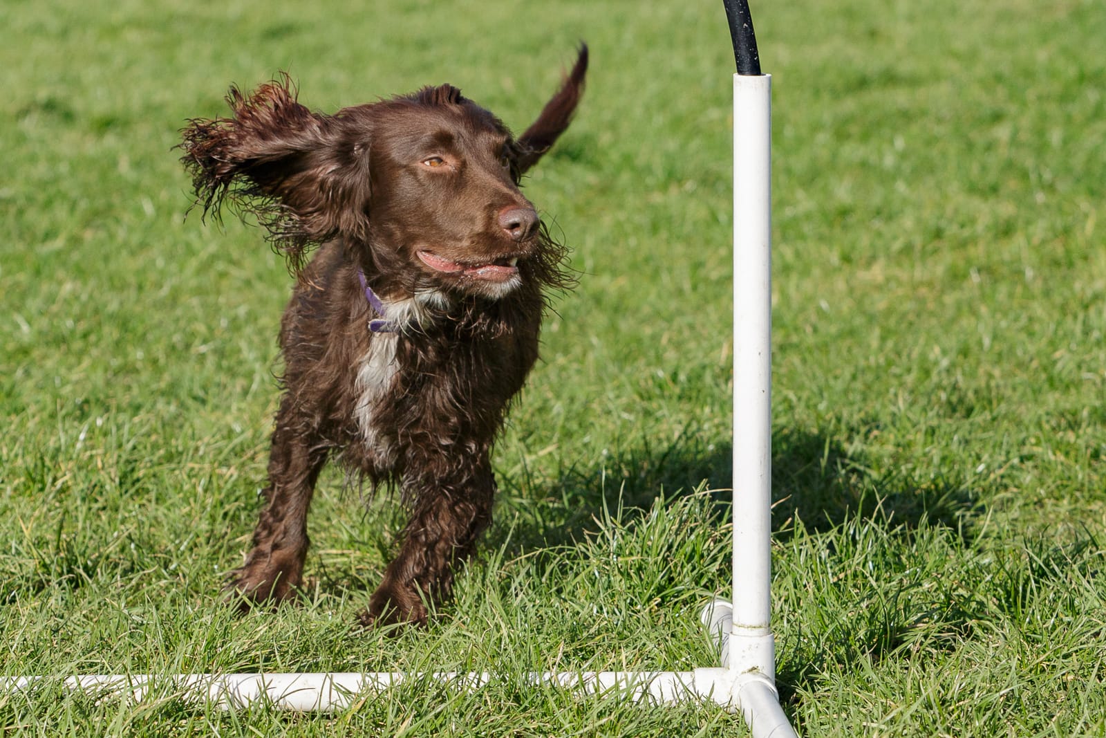Chocolate Brown Cocker Spaniel dog taking part in Hoopers class training