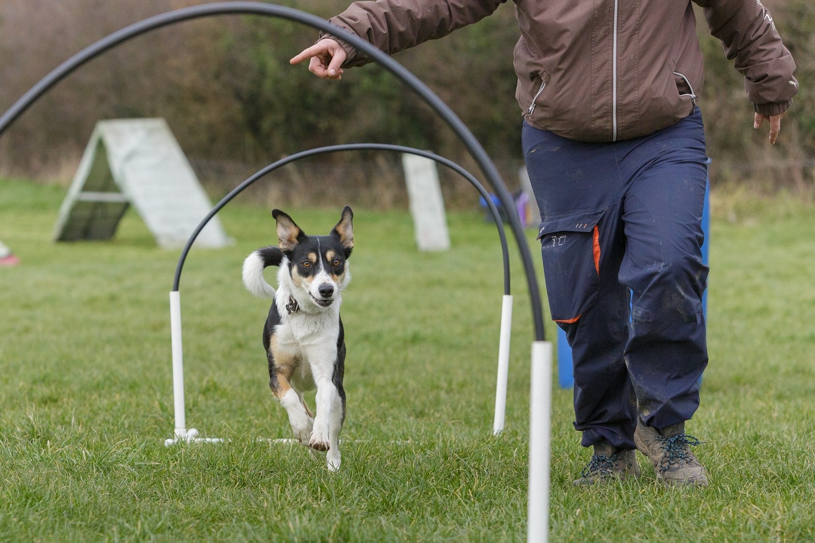 Collie cross Kelpie hoopers class 01 A Collie cross Kelpie dog in a hoopers class