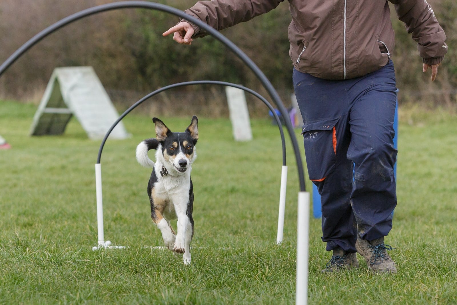 A Collie cross Kelpie dog in a hoopers class