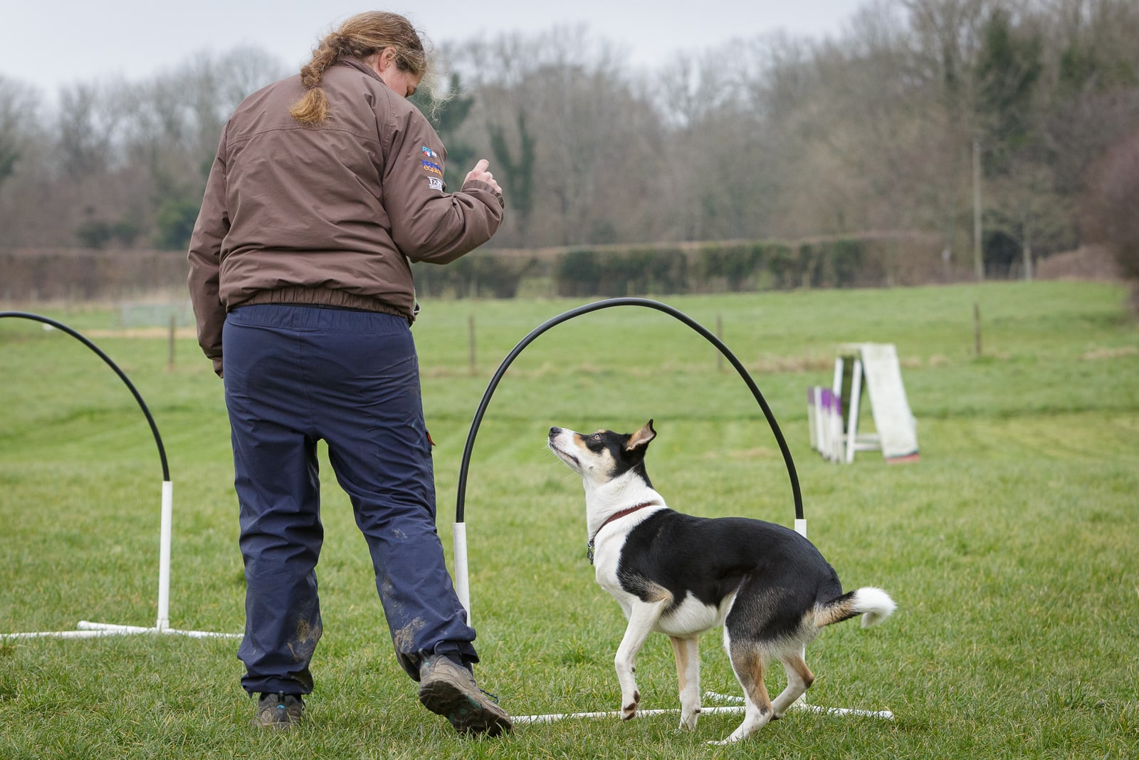 A Collie cross Kelpie dog with owner in a hoopers class