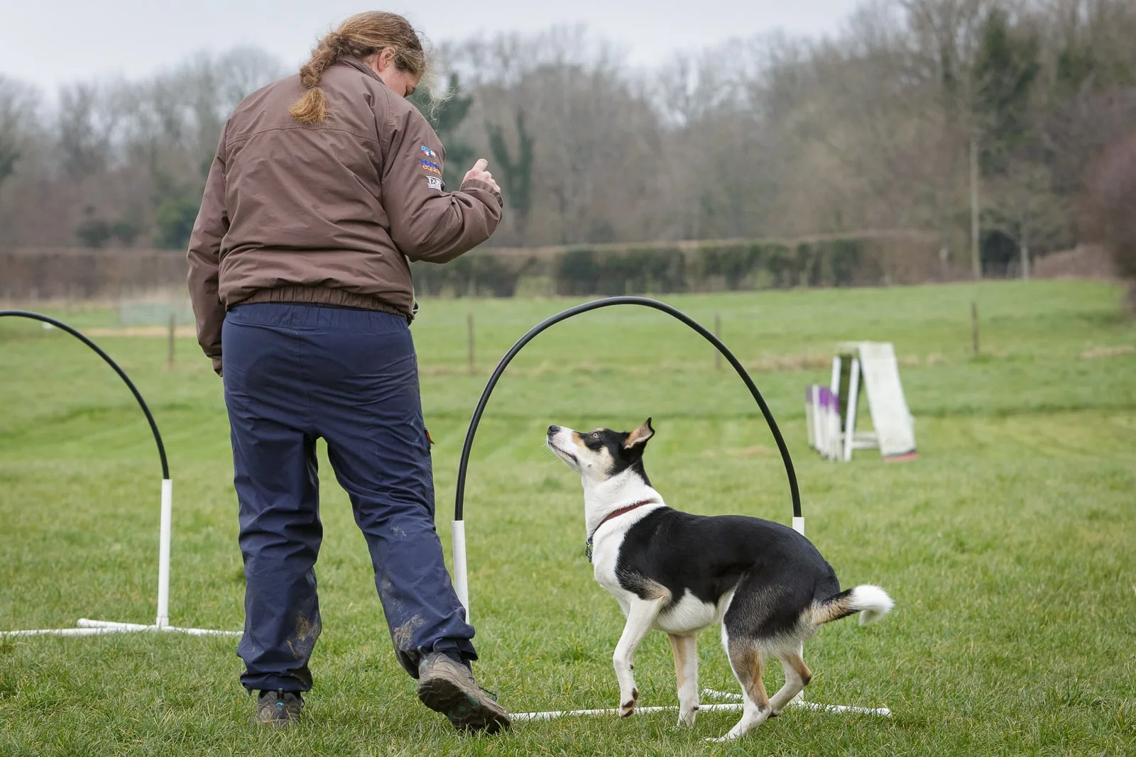 Collie cross Kelpie hoopers class 02 A Collie cross Kelpie dog with owner in a hoopers class