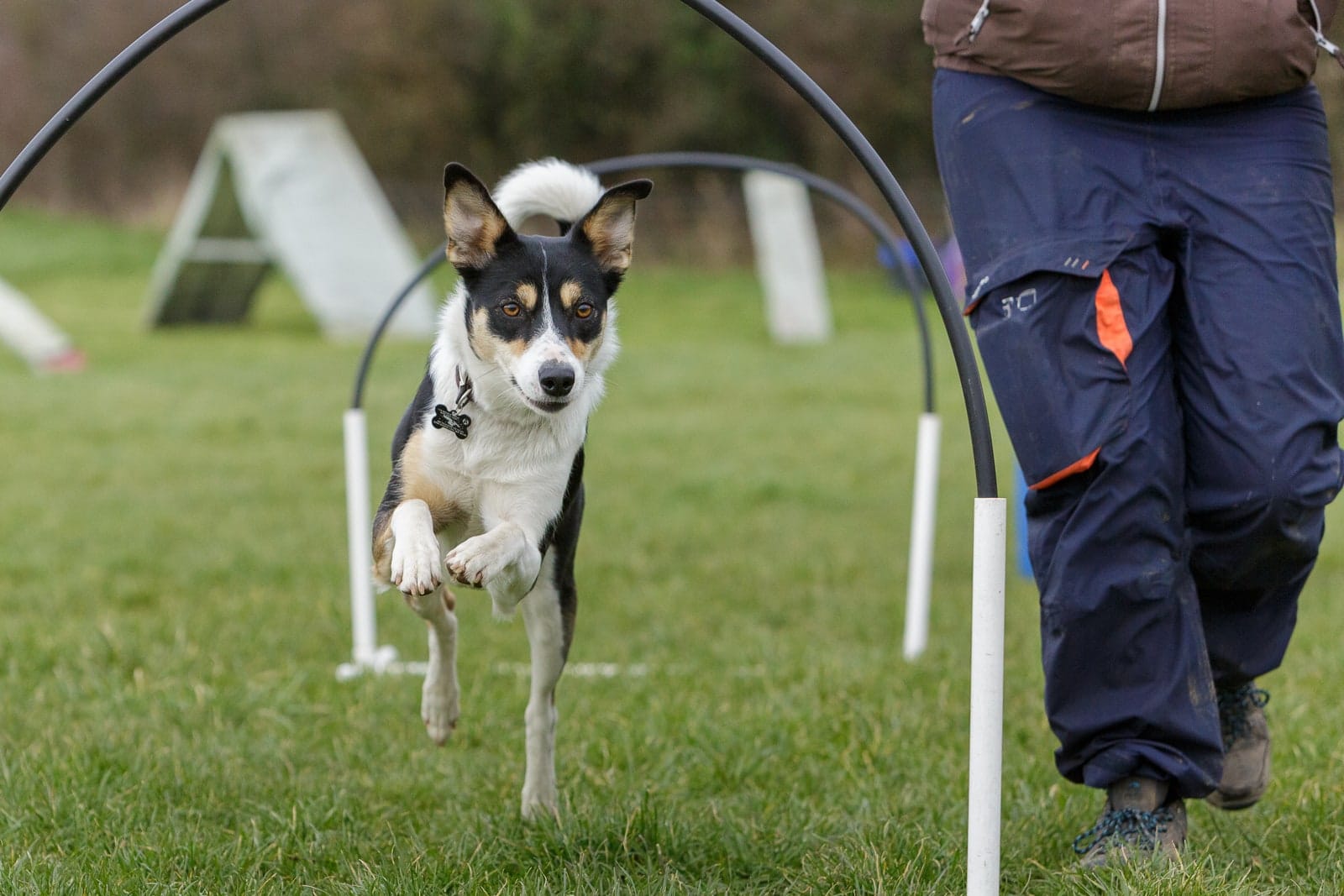 Collie cross Kelpie hoopers class 03 Collie cross Kelpie dog taking part in Hoopers class training