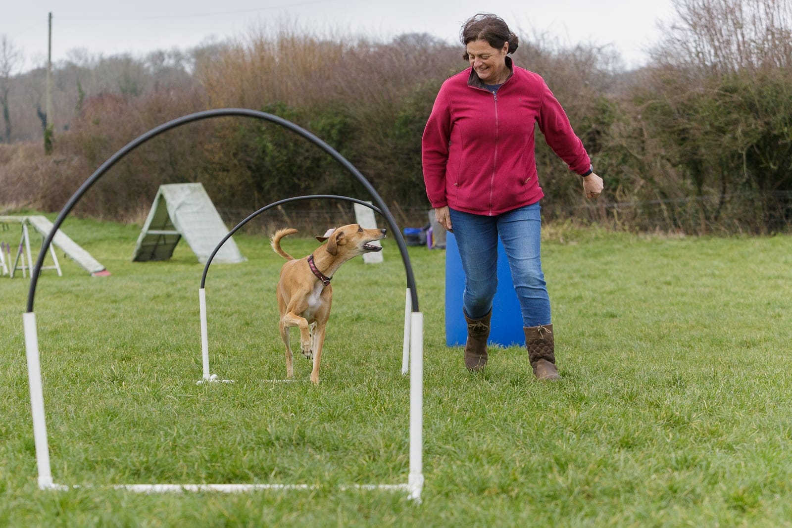 A Greyhound Lurcher dog in a hoopers class