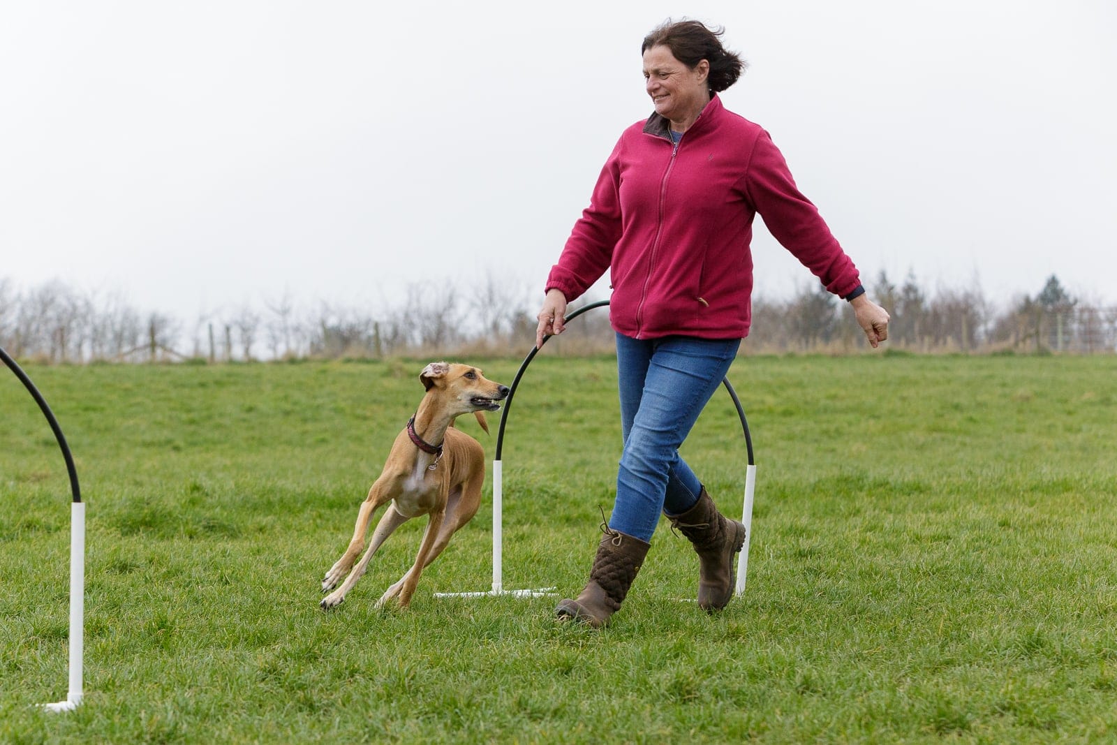 Greyhound Lurcher hoopers class 02 A Greyhound Lurcher dog with owner in a hoopers class