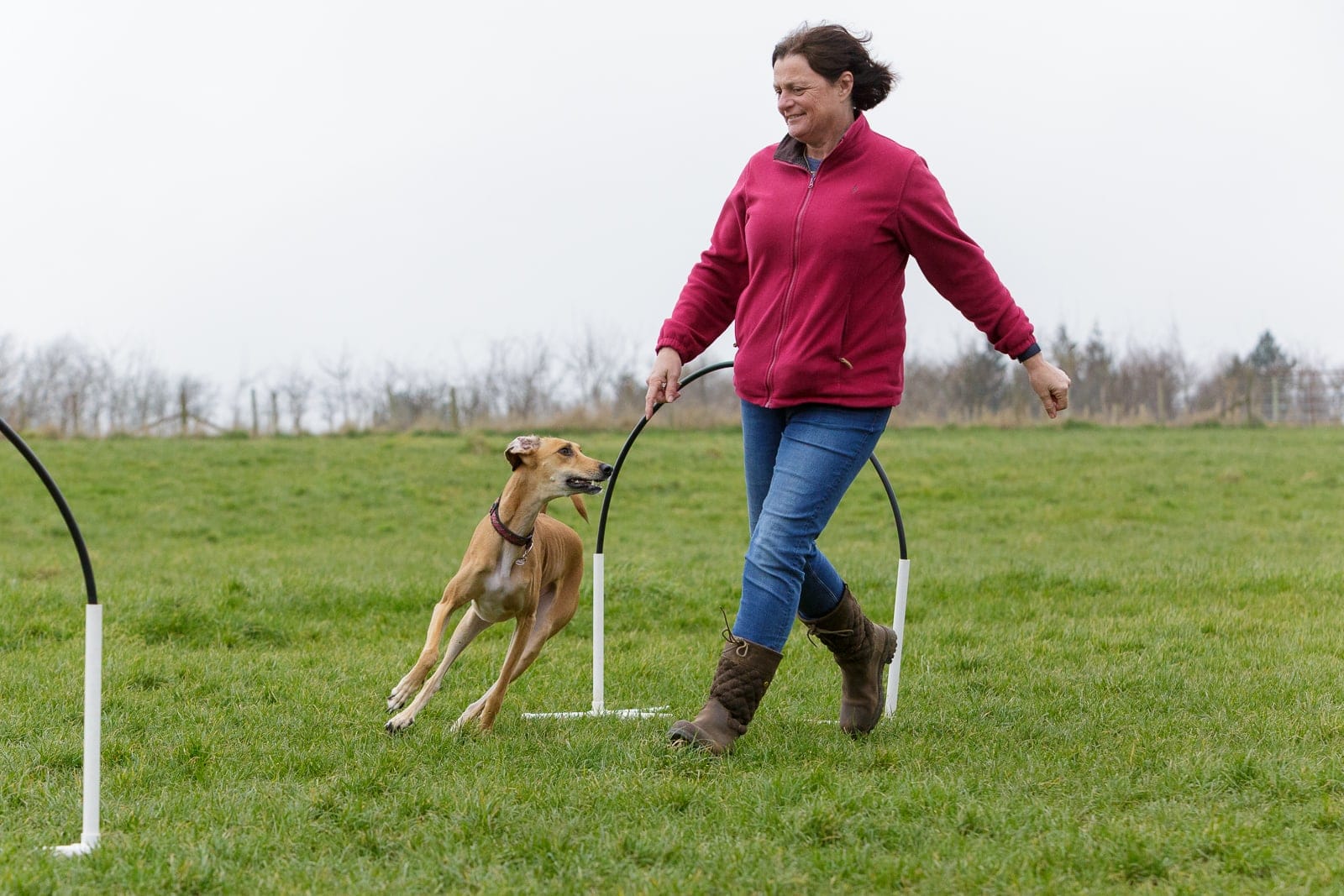 A Greyhound Lurcher dog with owner in a hoopers class