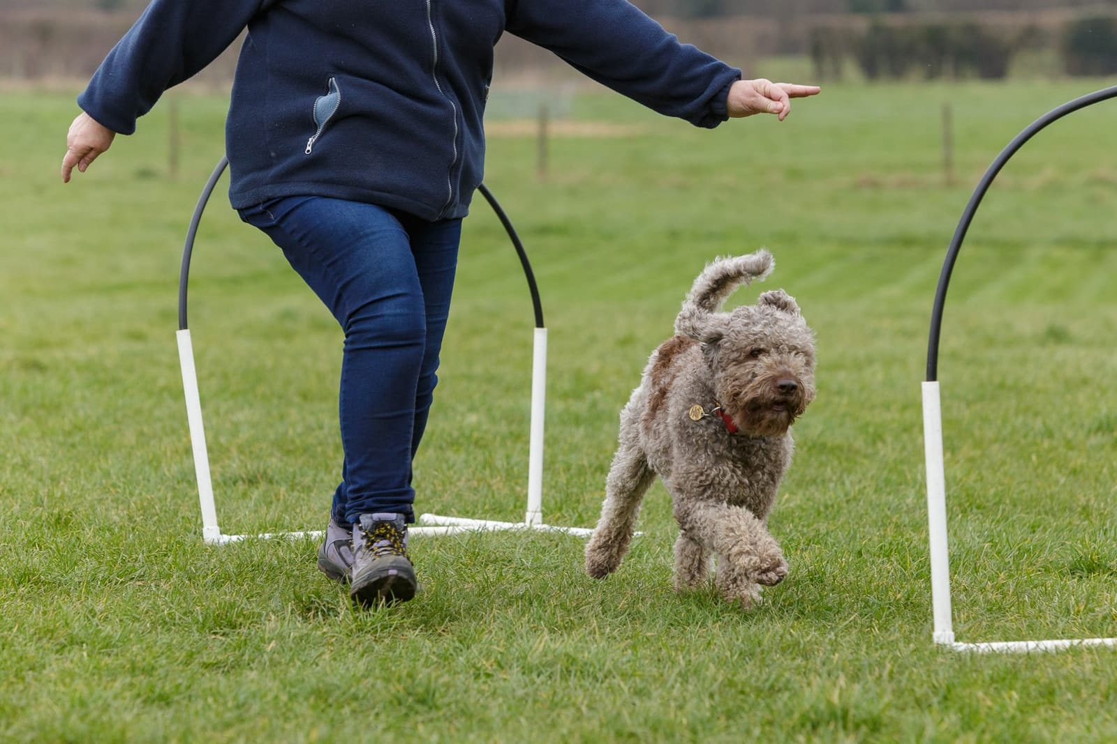 A Lagotto Romagnolo dog in a hoopers class