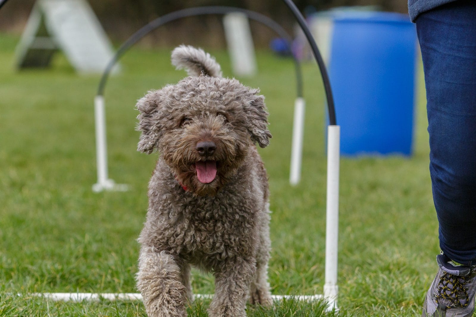 Lagotto Romagnolo hoopers class 03 Lagotto Romagnolo dog taking part in Hoopers class training