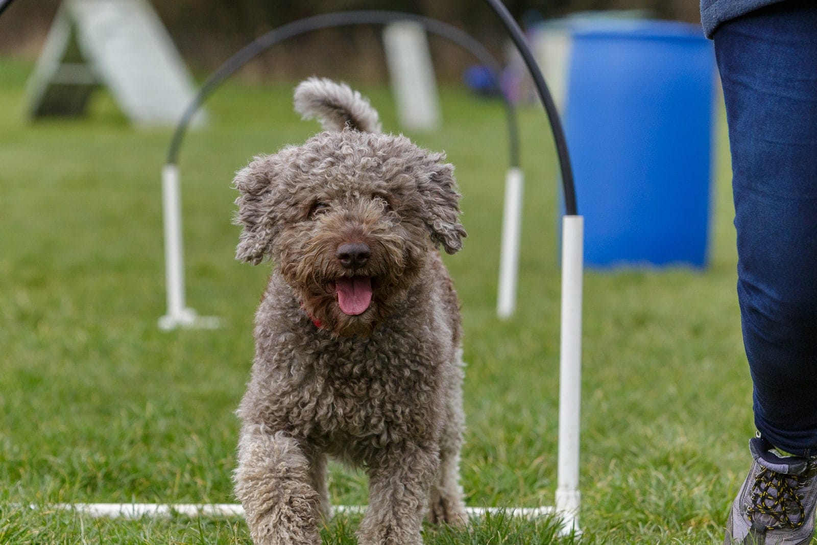 Lagotto Romagnolo dog taking part in Hoopers class training