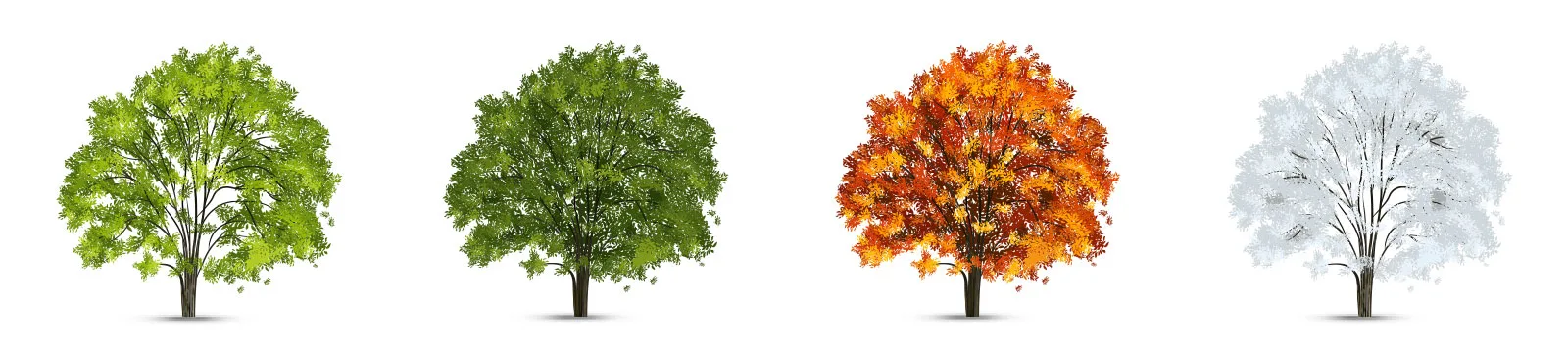 Seasons single tree changing through the seasons